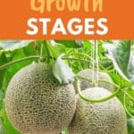 cantaloupe growth cycle