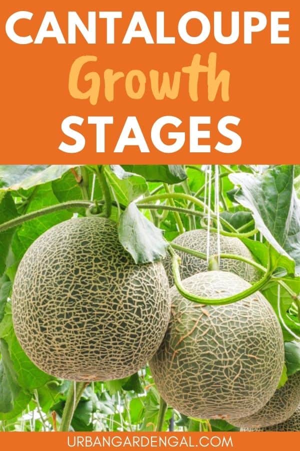 cantaloupe growing stages
