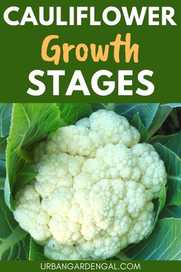 stages of growing cauliflower