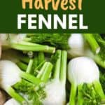 harvesting fennel