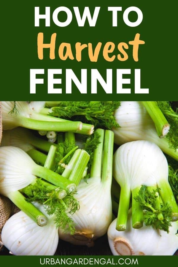 fennel harvesting