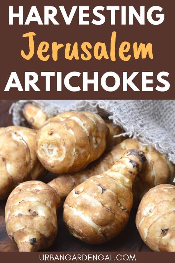 harvesting jerusalem artichokes