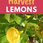 picking lemons