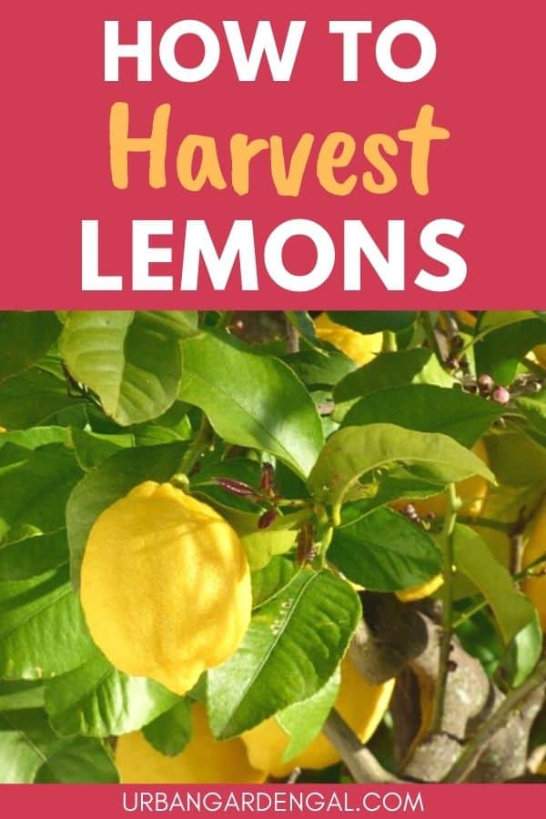 harvesting lemons