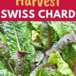 swiss chard harvesting