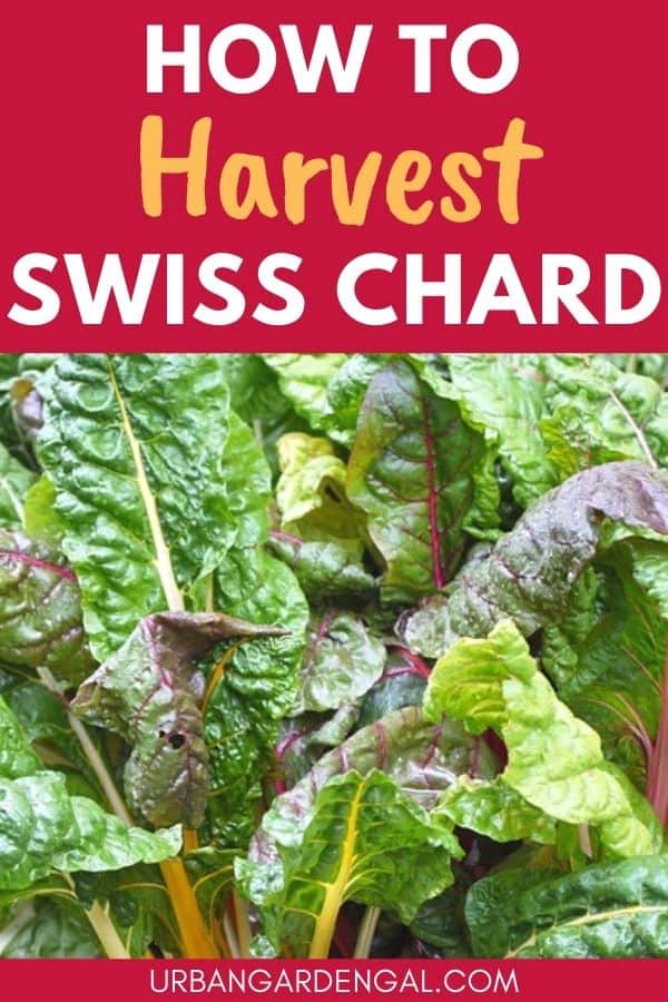 harvesting swiss chard