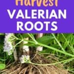 valerian root harvesting