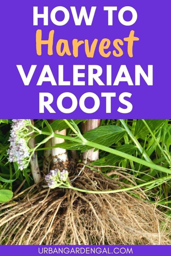 harvesting valerian roots