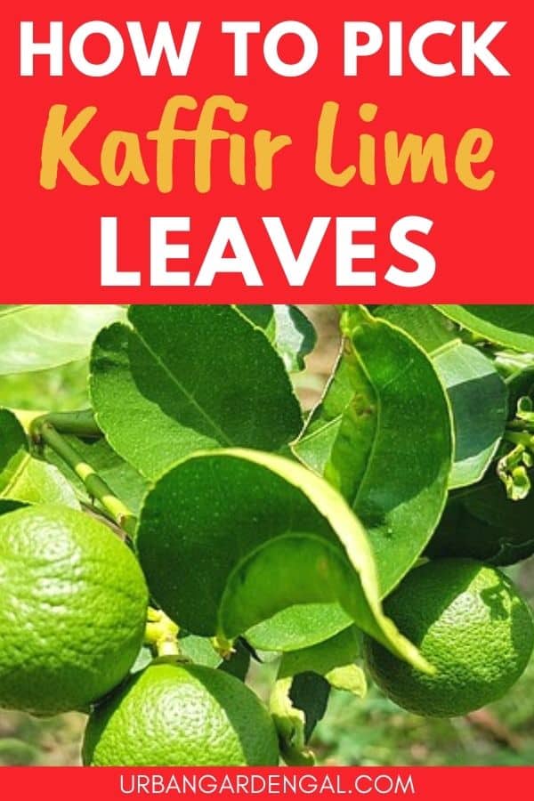 harvesting kaffir lime leaves