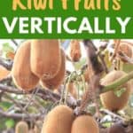Vertical growing kiwi vine