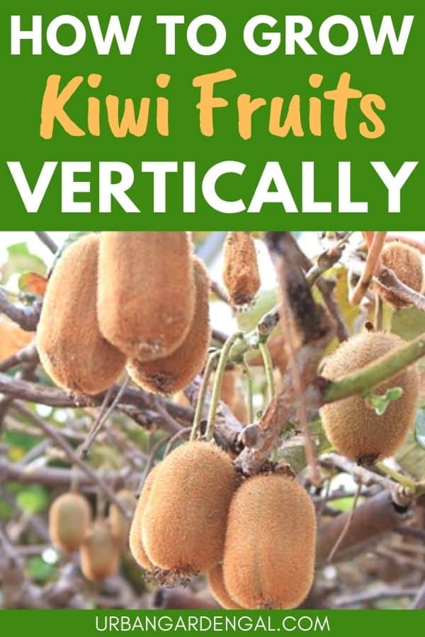 grow kiwi fruits vertically