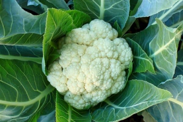 cauliflower growing stages