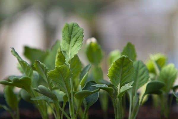 cauliflower seedlings