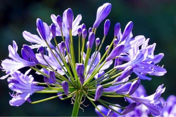 collecting agapanthus seeds