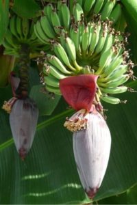 Banana Plant Growth Stages - Urban Garden Gal