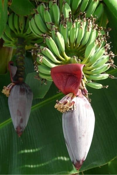 Banana Plant Growth Stages Urban Garden Gal