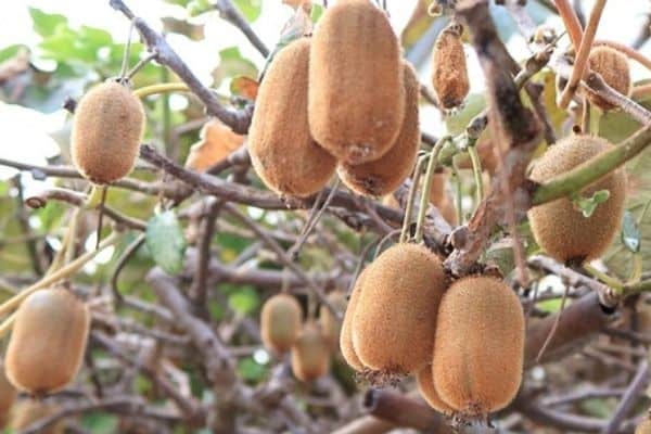 growing kiwis vertically