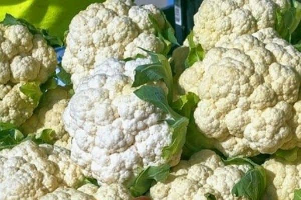 harvesting cauliflower