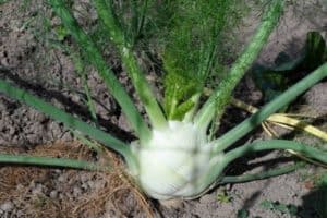 Read more about the article How To Harvest Fennel