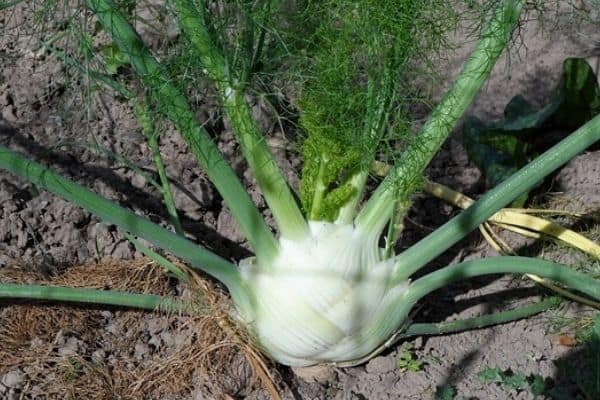 harvesting fennel bulbs