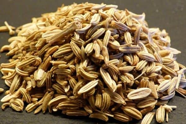 harvesting fennel seeds