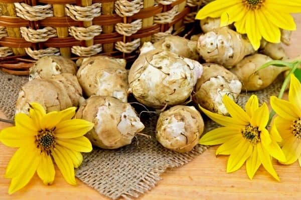 harvesting jerusalem artichokes