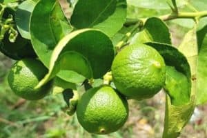 Read more about the article How To Pick Kaffir Lime Leaves