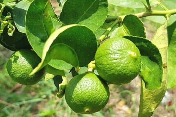 harvesting kaffir lime leaves