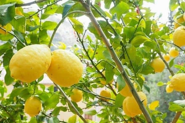 harvesting lemons