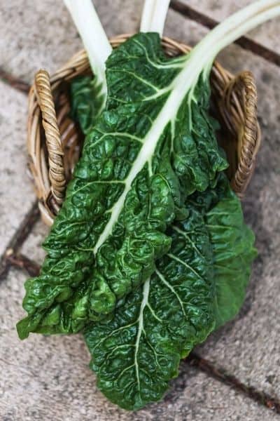 harvesting silverbeet leaves