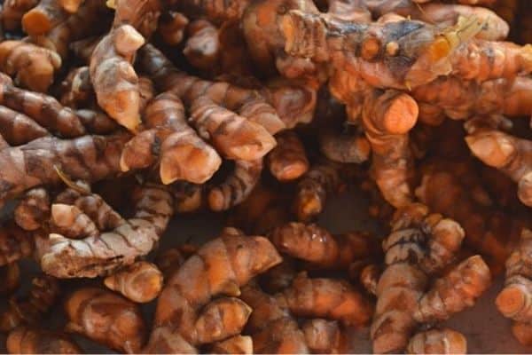 harvesting turmeric