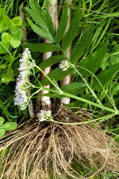 harvesting valerian roots