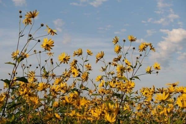 jerusalem artichoke flowers