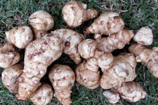 jerusalem artichokes