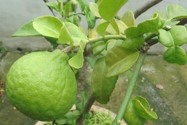 kaffir lime plant