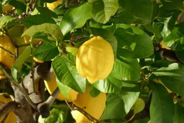 picking lemons