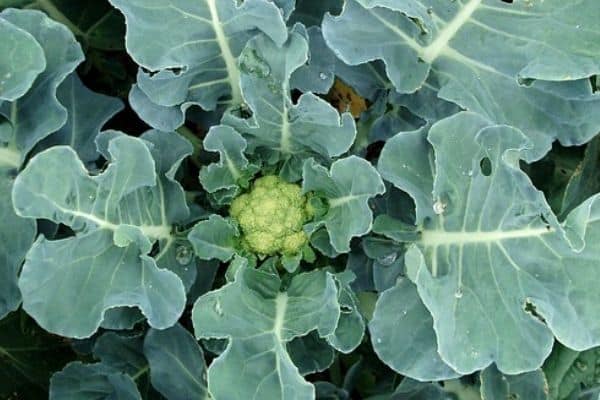 small cauliflower plant