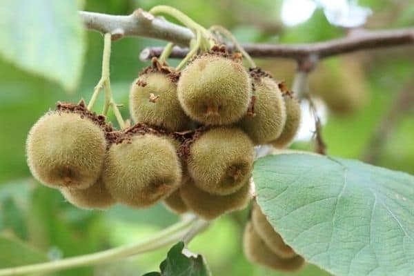 small kiwi fruits