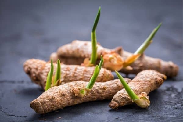 turmeric rhizomes