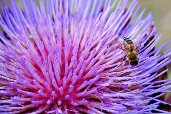 artichoke bloom