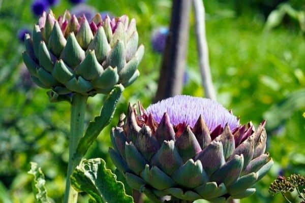 artichoke flowers