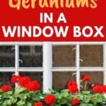 geranium flowers in window box