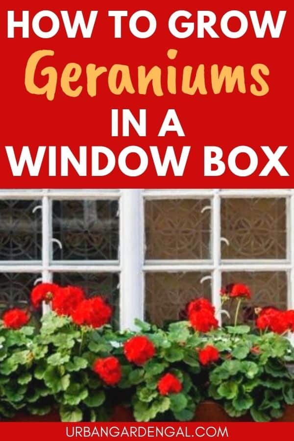 red geraniums in a window box