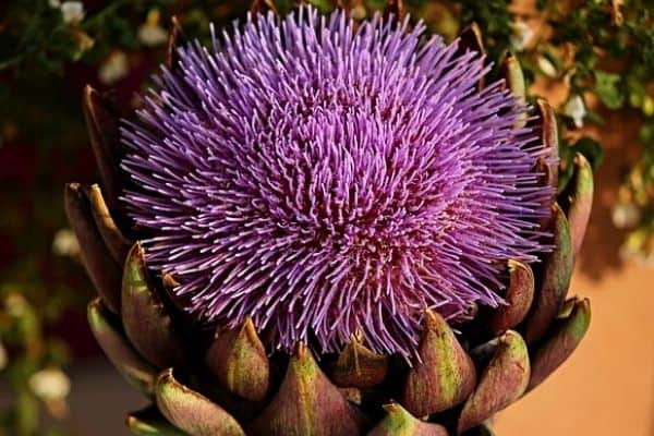 globe artichoke flower