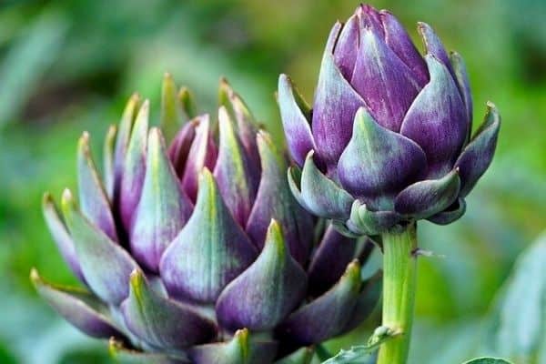 globe artichokes