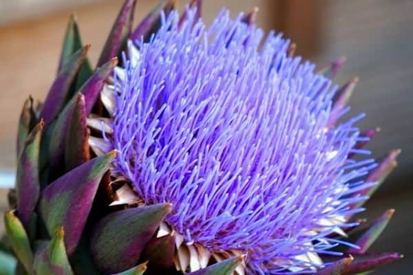 large artichoke flower