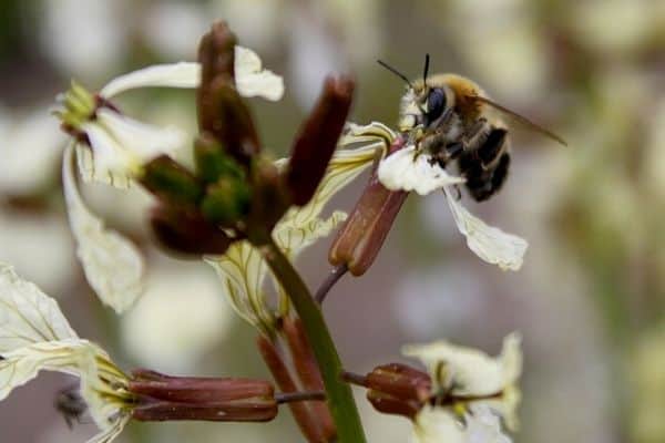 bee on an arugula flower