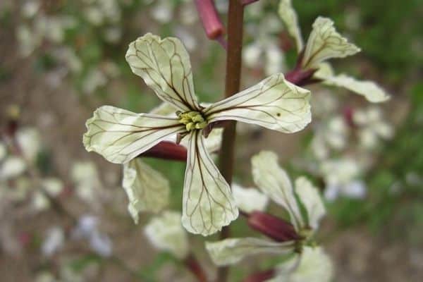 arugula flower spike