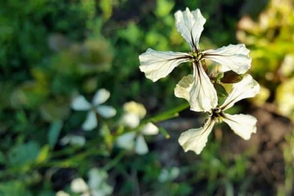 arugula plant flowering