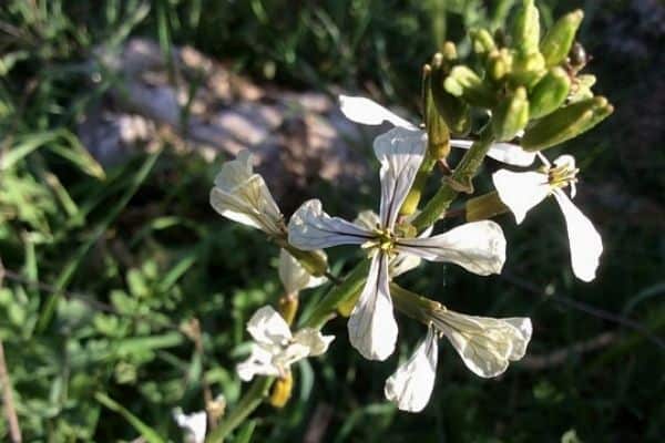 white arugula flowers